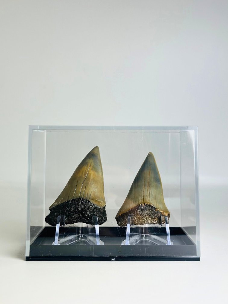 Haifischzähne "Dragon Teeth" | 4,6 cm en 5,0 cm