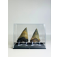 Haifischzähne "Dragon Teeth" | 4,6 cm en 5,0 cm