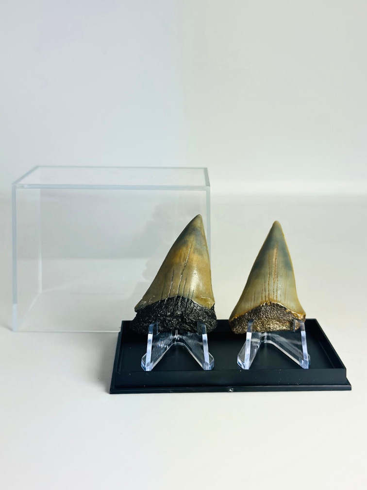 Denti di squalo "Dragon Teeth" | 4,6 cm en 5,0 cm