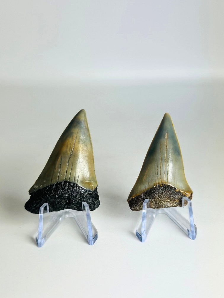 Denti di squalo "Dragon Teeth" | 4,6 cm en 5,0 cm