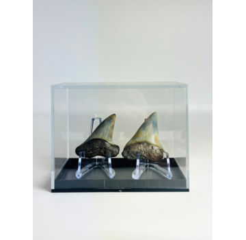 Dents de requin "Dynamic Duo" | 3,9 cm
