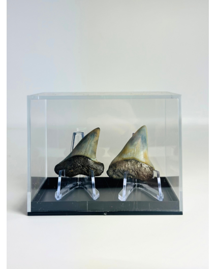 Cadeautip Haaientanden in cadeaubox "Dynamic Duo" | 3,9 cm