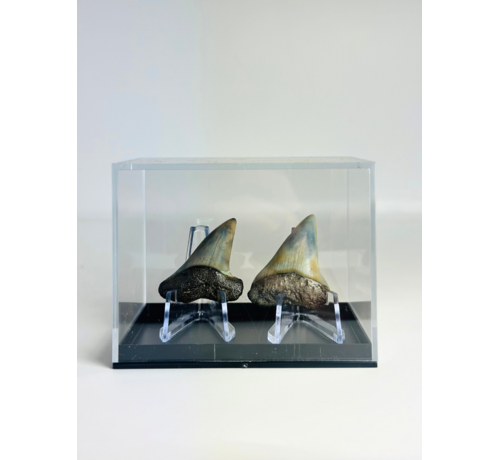 Dents de requin "Dynamic Duo" | 3,9 cm