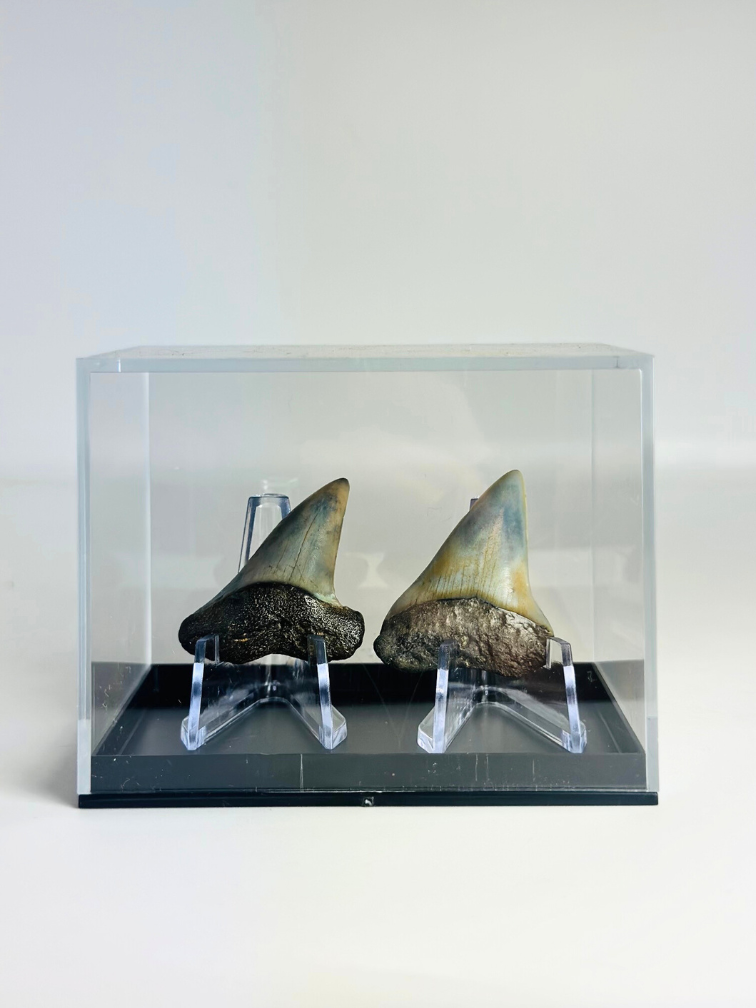 Denti di squalo "Dynamic Duo" | 3,9 cm