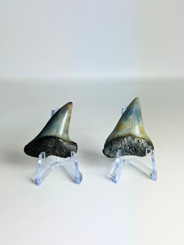 Cadeautip Haaientanden in cadeaubox "Dynamic Duo" | 3,9 cm