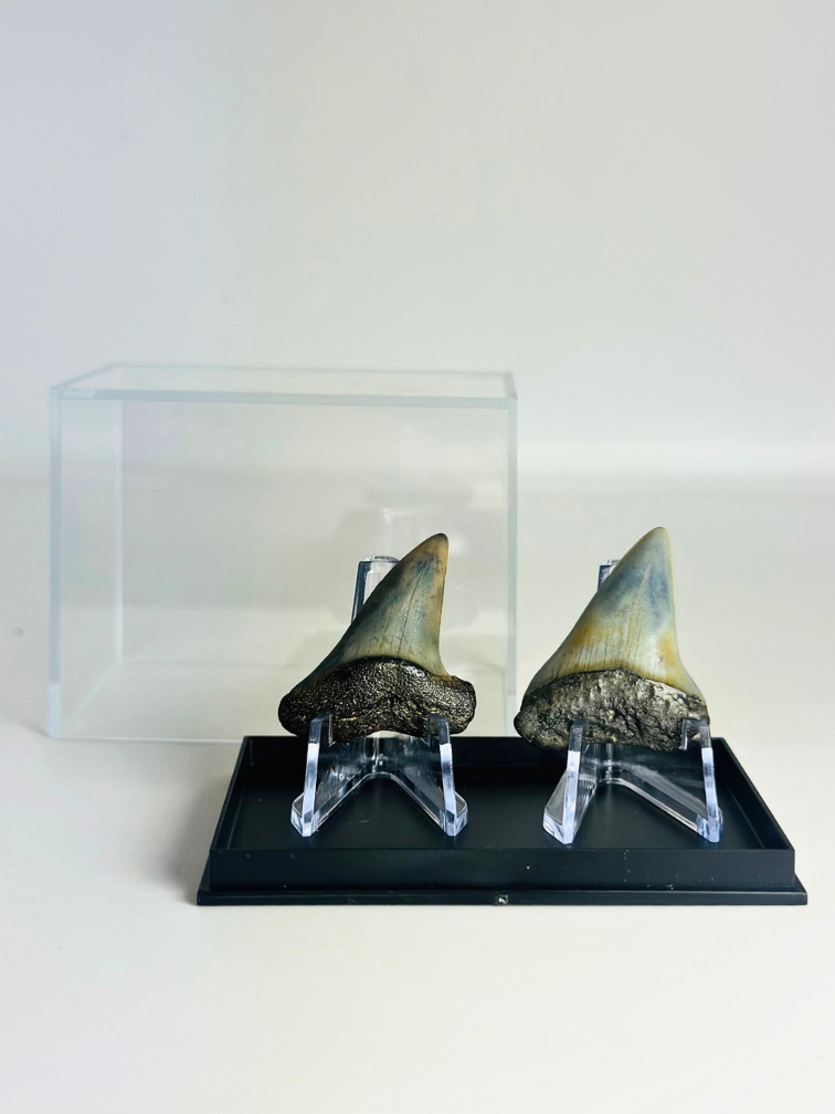 Shark teeth "Dynamic Duo" | 3,9 cm