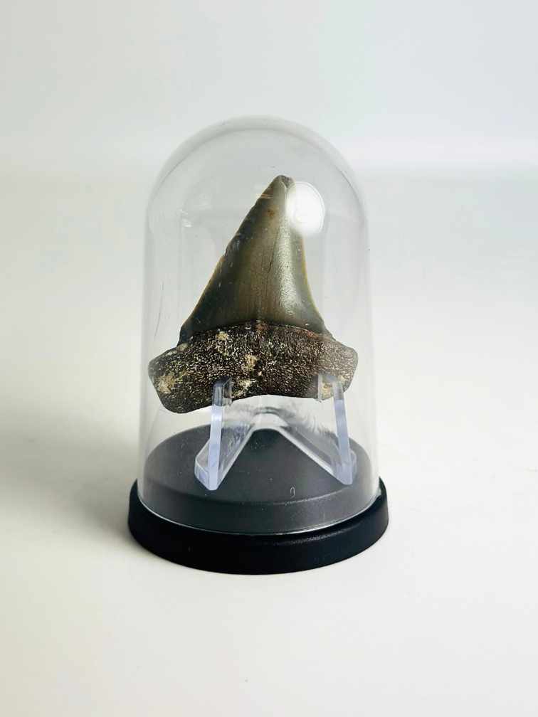 Hai-Zahn "Freddie" | 4,6 cm