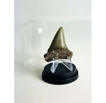 Hai-Zahn "Freddie" | 4,6 cm
