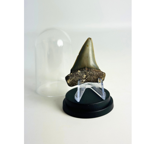 Dente di Squalo "Freddie" | 4,6 cm
