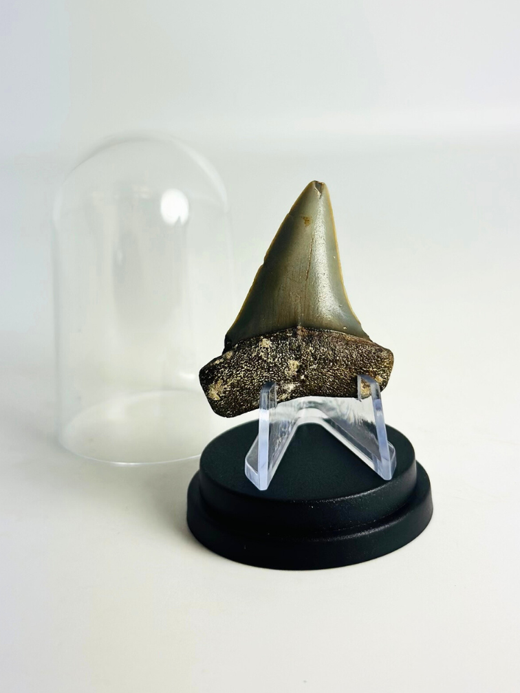 Dente di Squalo "Freddie" | 4,6 cm