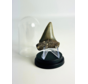 Dent de Requin "Freddie" | 4,6 cm