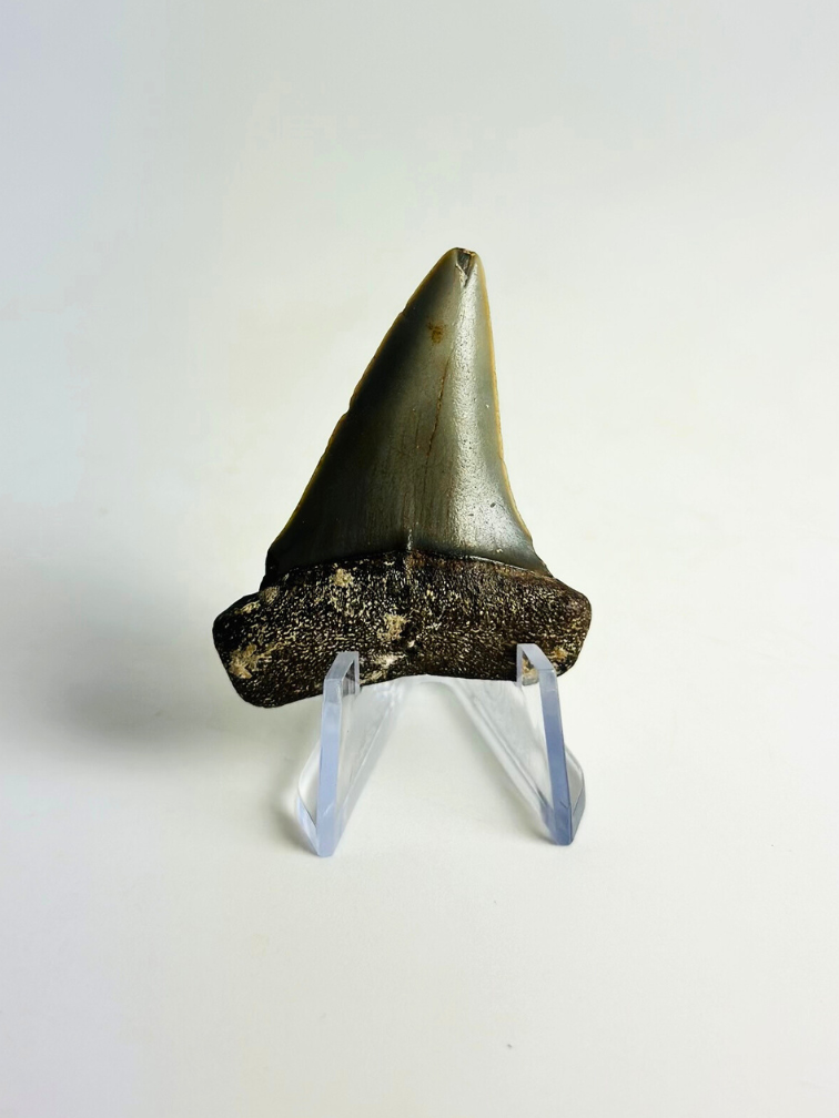 Dente di Squalo "Freddie" | 4,6 cm