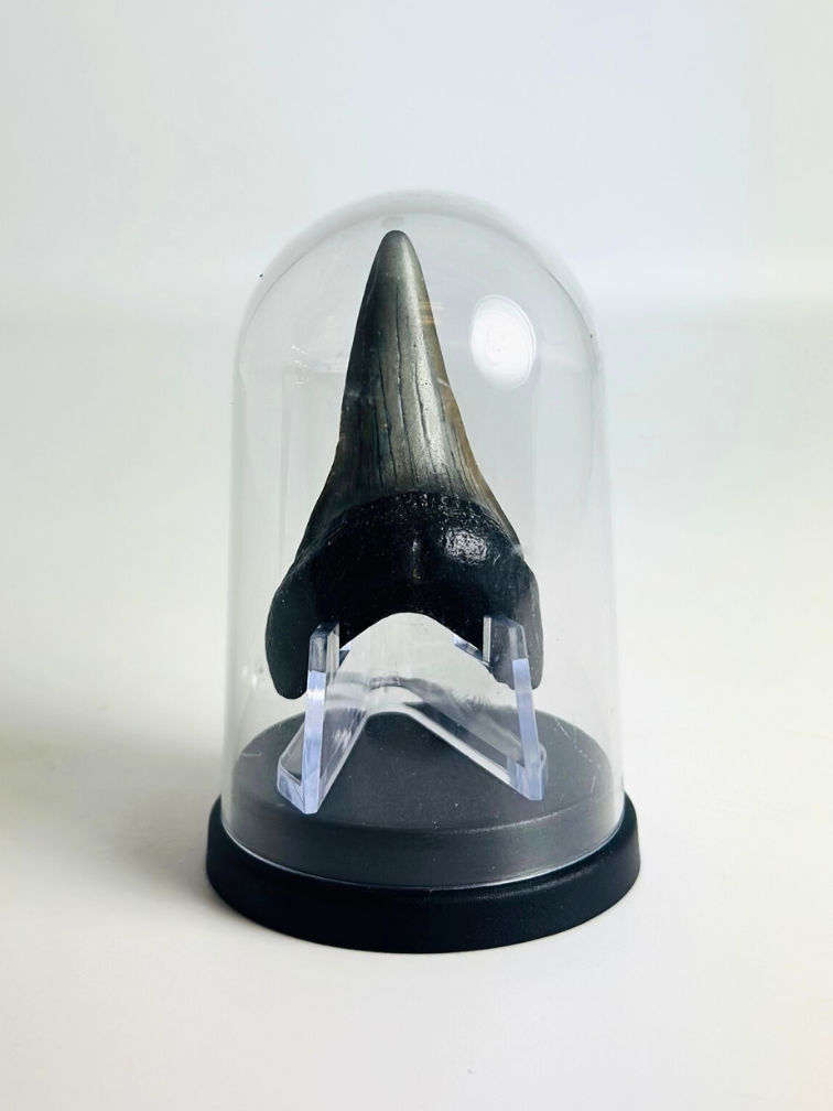 Shark Tooth "Jakarta" | 5,1 cm