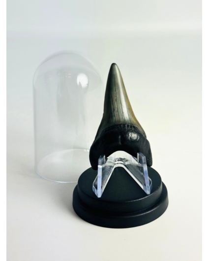 Dent de Requin "Jakarta" | 5,1 cm