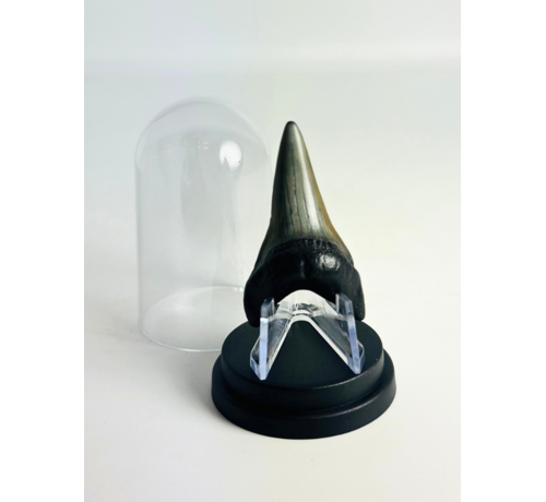 Dent de Requin "Jakarta" | 5,1 cm