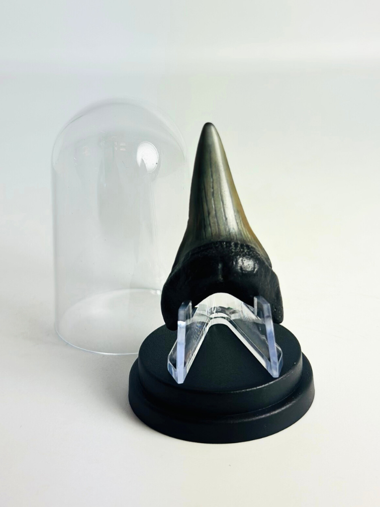 Shark Tooth "Jakarta" | 5,1 cm