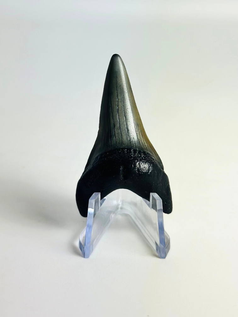Shark Tooth "Jakarta" | 5,1 cm