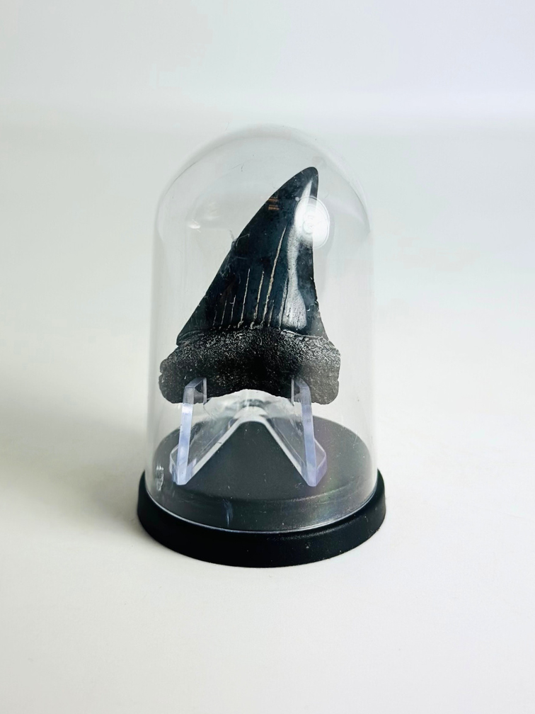 Dent de Requin "Dakota" | 4,7 cm