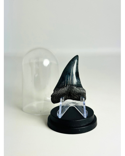 Shark Tooth "Dakota" | 4,7 cm