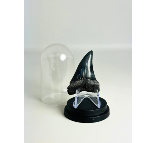 Dent de Requin "Dakota" | 4,7 cm