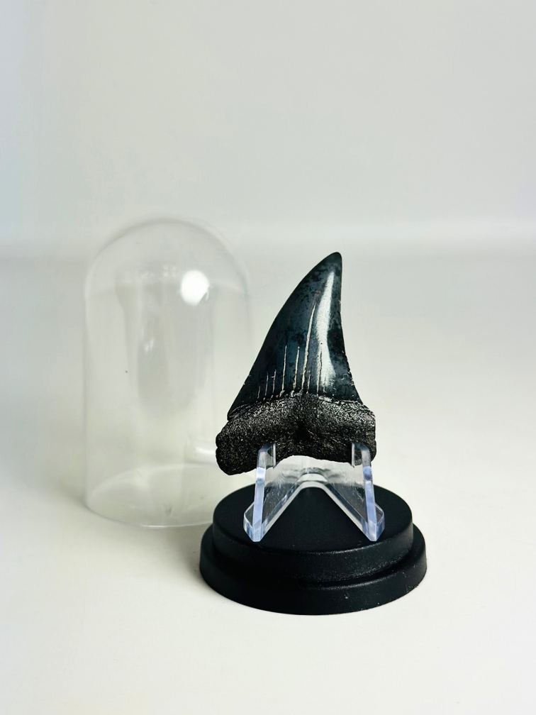 Shark Tooth "Dakota" | 4,7 cm