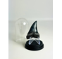 Dent de Requin "Dakota" | 4,7 cm