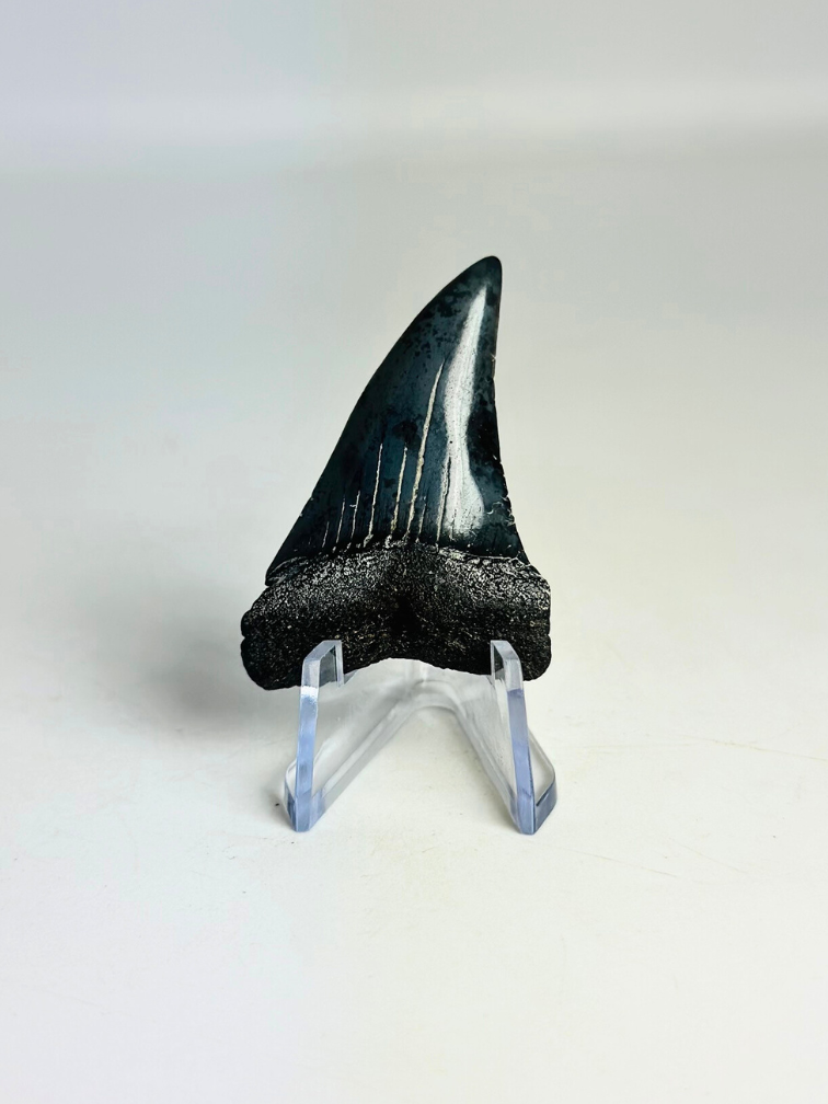 Dent de Requin "Dakota" | 4,7 cm