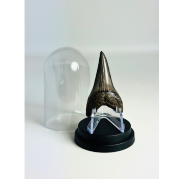 Shark Tooth "Sable" | 4,8 cm