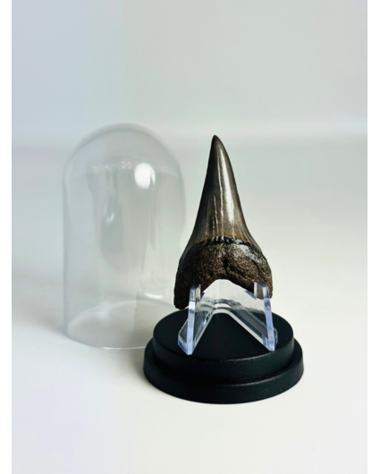 Shark Tooth "Sable" | 4,8 cm