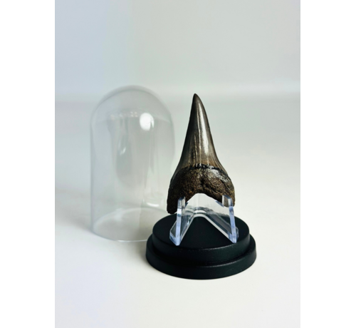 Dente di Squalo ""Sable" | 4,8 cm