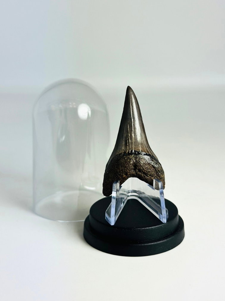 Shark Tooth "Sable" | 4,8 cm