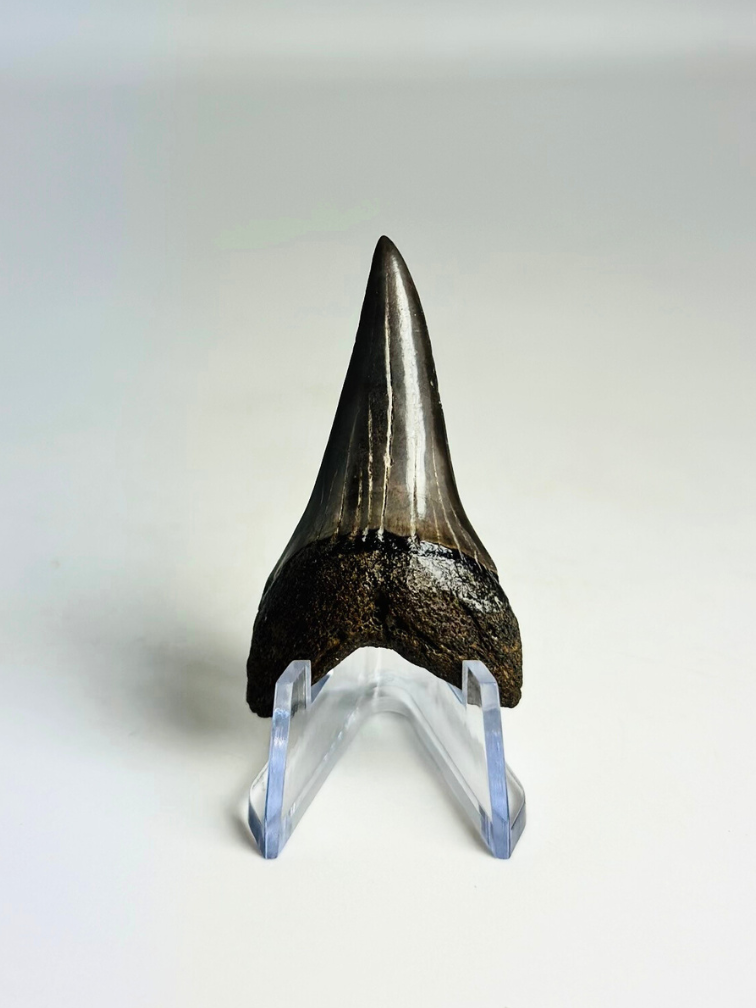 Diente de Tiburón "Sable" | 4,8 cm