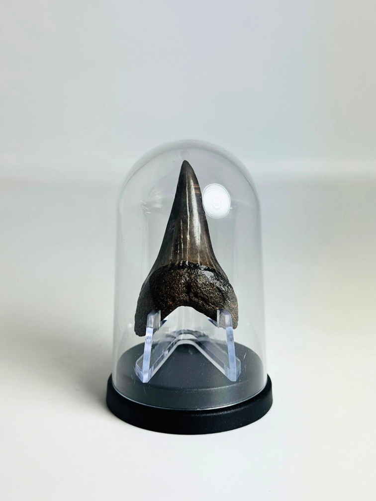 Dente di Squalo ""Sable" | 4,8 cm