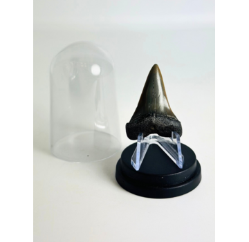 Shark Tooth "Twins" | 4,1 cm