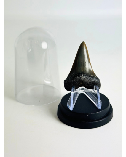 Shark Tooth "Twins" | 4,1 cm