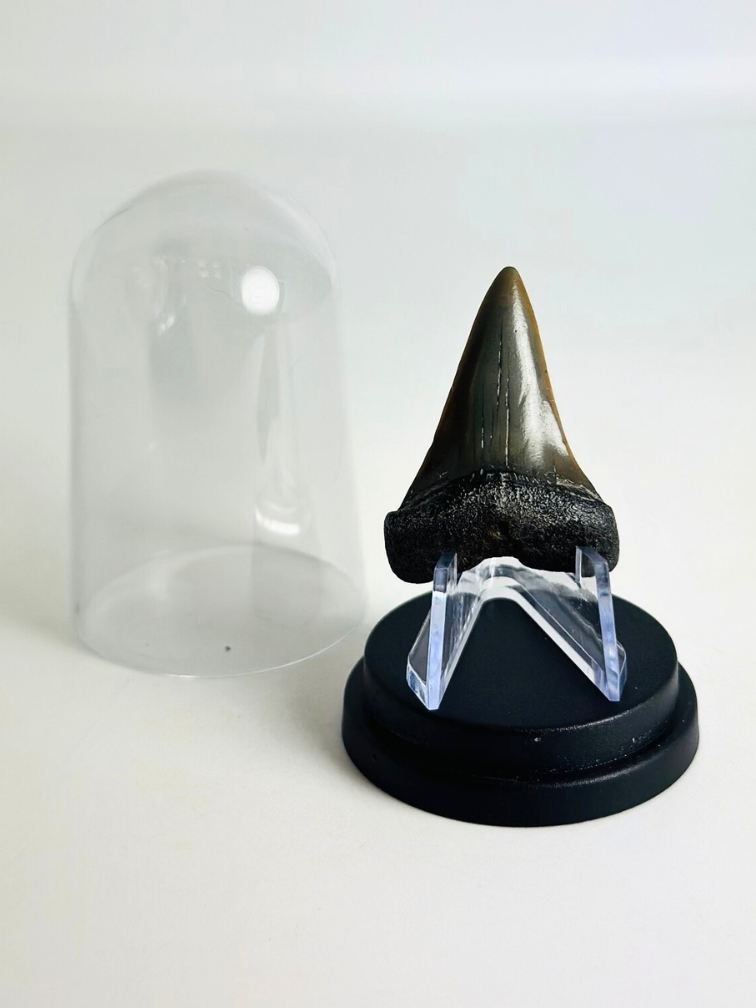Hai-Zahn "Twins" | 4,1 cm