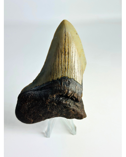 Dent de mégalodon ''Antimatter'' (US) - 8,9 cm