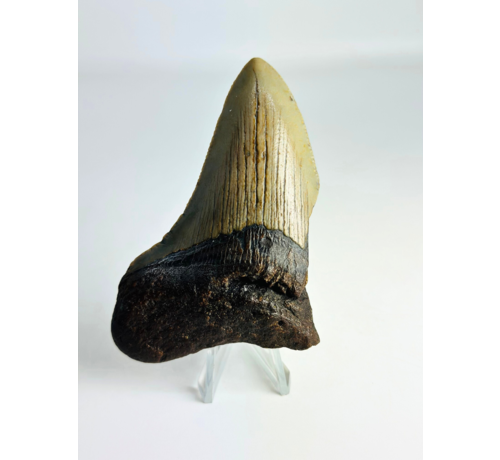 Dent de mégalodon ''Antimatter'' (US) - 8,9 cm