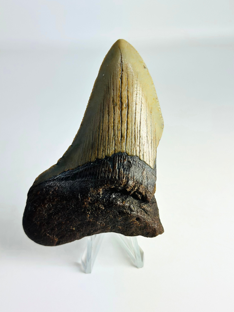 Dente di Megalodon ''Antimatter'' (USA) - 8,9 cm