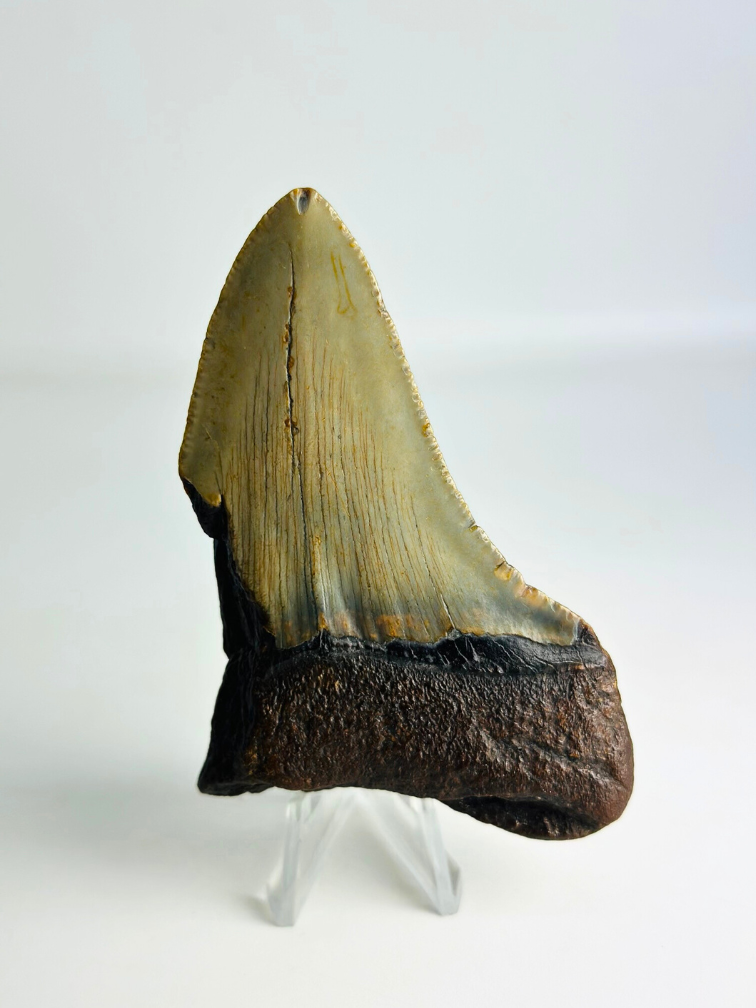 Megalodon tand ''Antimatter'' (VS) - 8,9 cm