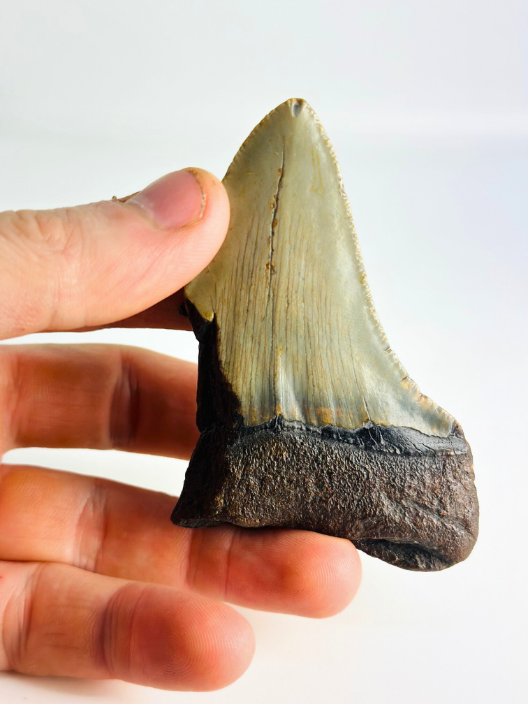 Megalodon tooth ''Antimatter'' (US) - 8,9 cm
