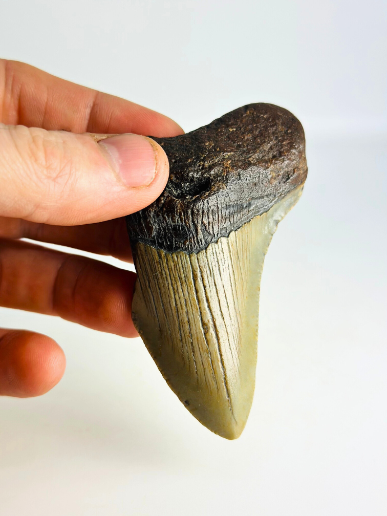 Dente di Megalodon ''Antimatter'' (USA) - 8,9 cm