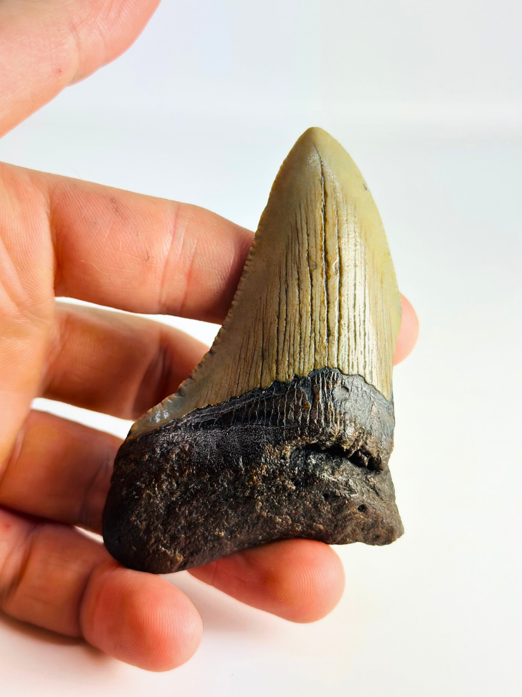 Megalodon tand ''Antimatter'' (VS) - 8,9 cm