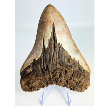 Volcanique Dent de mégalodon "The Burned One" (Indonésie) - 12,5 cm