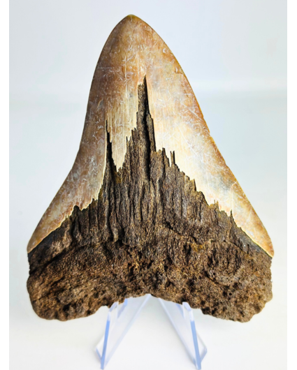 Volcanic Megalodon Tooth "The Burned One" (Indonesia) - 12,5 cm