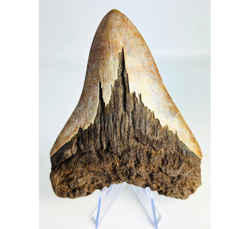 Volcanic Megalodon Tooth "The Burned One" (Indonesia) - 12,5 cm