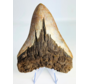 Megalodon Vulkanische  Tand "The Burned One" (Indonesië) - 12,5 cm