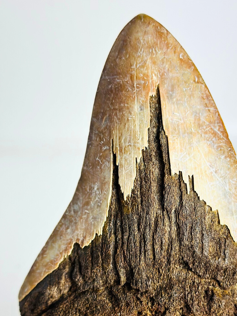 Volcánica Diente de Megalodon " The Burned One " (Indonesia) - 12,5 cm