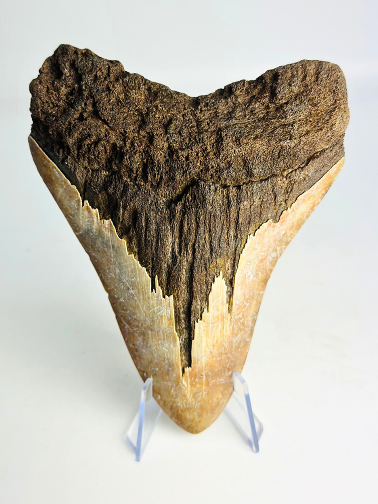 Volcanic Megalodon Tooth "The Burned One" (Indonesia) - 12,5 cm