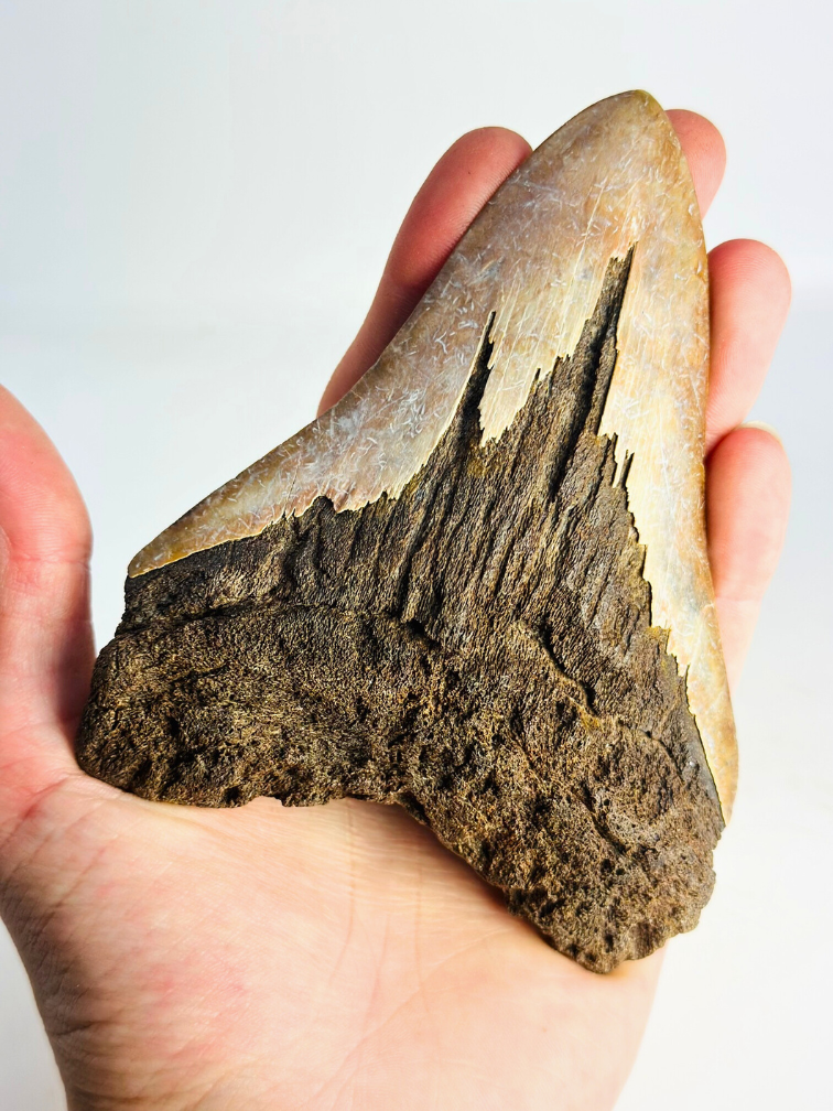 Megalodon Vulkanische Tand "The Burned One" (Indonesië) - 12,5 cm